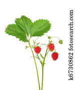 Strawberries on branch Strawberries on branch