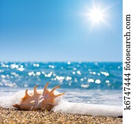 seashell in surf and sand of seashore seashell in surf and sand of seashore