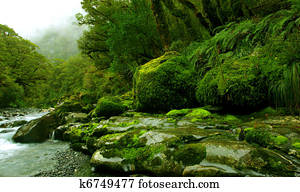 tropical creek tropical creek