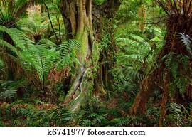 גשם, forest,, אוסטרליה