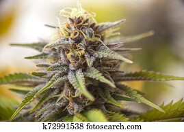 Cannabis flower (purple queen hybrid strain) growing indoor Cannabis flower (purple queen hybrid strain) growing indoor