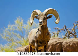 deserto, ovelha chifre grande, em, selva