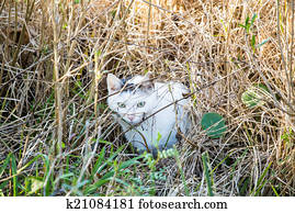 Feral Cat in Wetland Marsh Feral Cat in Wetland Marsh
