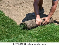 Laying sod
