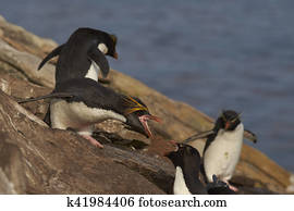 Macaroni Penguin (Eudyptes chrysolophus)