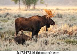 Moose Moose