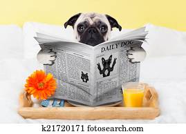 pug dog newspaper pug dog newspaper