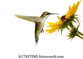 rubi, throated, hummingbird.