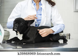 English bulldog doctor standing beside puppy getting vaccinated Stock Photograph | k2871786