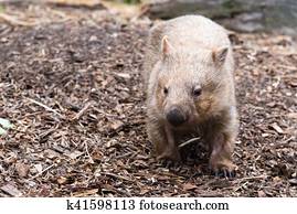 Close-up on an wombat, Australian native animal