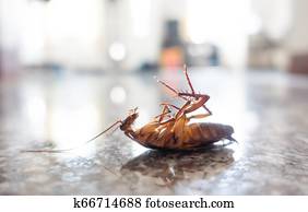 Dead cockroach on floor Dead cockroach on floor