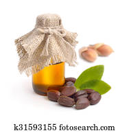 Jojoba (Simmondsia chinensis) leaves, seeds with oil. Jojoba (Simmondsia chinensis) leaves, seeds with oil.