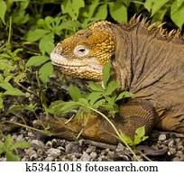 Land Iguana - Galapagos Islands - Ecuador