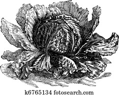 Lettuce (Lactuca sativa) vintage engraving Lettuce (Lactuca sativa) vintage engraving