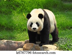 panda