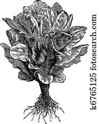 Romaine or Cos lettuce (Lactuca sativa) vintage engraving Romaine or Cos lettuce (Lactuca sativa) vintage engraving