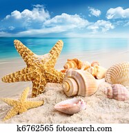 Starfish and seashells on the beach Starfish and seashells on the beach