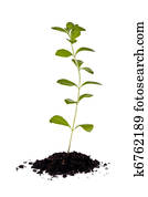 Stevia Plant (Stevia rebaudiana)