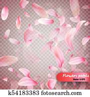 粉紅色, sakura, 落下, 花瓣, 矢量, 背景。, 婚禮, 情人節, 或者, 婦女