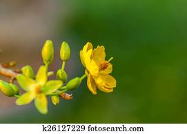 Flower Flower