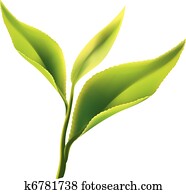 Fresh green tea leaf on white background Fresh green tea leaf on white background