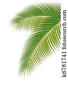 Leaves of palm tree on white background. Vector illustration. Leaves of palm tree on white background. Vector illustration.