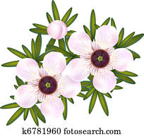 Manuka or Tea tree or just Leptospermum. Flowers and leaf. Manuka or Tea tree or just Leptospermum. Flowers and leaf.