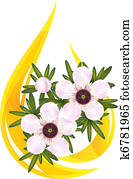 Manuka or Tea tree or just Leptospermum. Stylized drop of essential oil. Vector illustration. Manuka or Tea tree or just Leptospermum. Stylized drop of essential oil. Vector illustration.