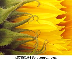 Sunflower Sunflower