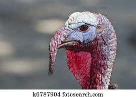 Turkey portrait; cross-looking turkey; differential focus; good copy space