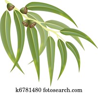 אקליפטוס, branch., וקטור, illustration.