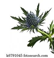 Close-up of single thistle flower; isolated on white ground; differential focus