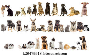 group of pets group of pets