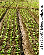 Vegetable garden. Vegetable garden.