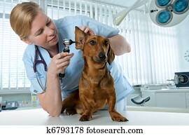 veterinário, examinando, doente, cão