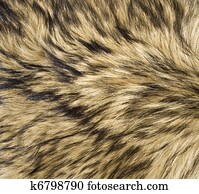 Wolf Fur Texture