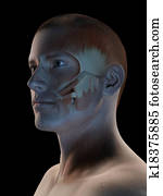 זכר, שריר, מערכת, -, שרירים פרצופיים