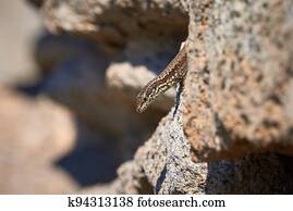 Common wall lizard sunbathing on a rock