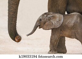 Day Old African Elephant Baby and Mom Day Old African Elephant Baby and Mom