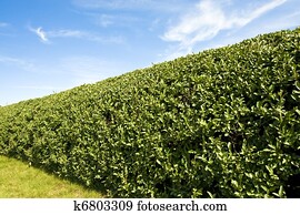 Formal Hedge