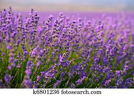 lavender flowers