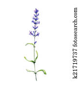 Lavender. Watercolor illustration Lavender. Watercolor illustration