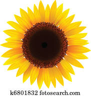 sunflower sunflower