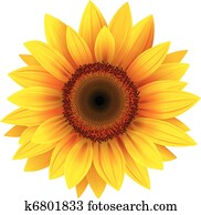 sunflower sunflower