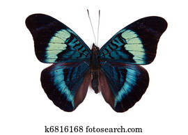 黒 青 蝶 Charaxes Amelia 隔離された 写真館 イメージ館 K Fotosearch