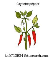 Chilli pepper Capsicum annuum Chilli pepper Capsicum annuum