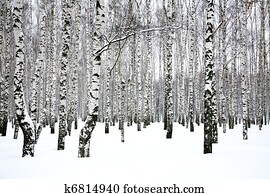 inverno, vidoeiro, bosque