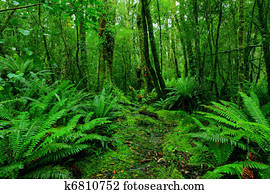 rainforest path rainforest path