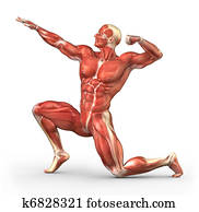 homem, sistema muscular, anatomia