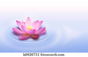Lotus flower 
